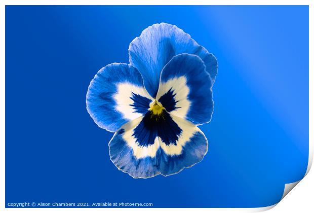  Blue Pansy Print by Alison Chambers