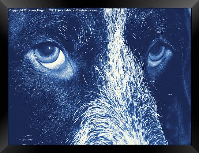 The Eyes Have It Framed Print by James Hogarth