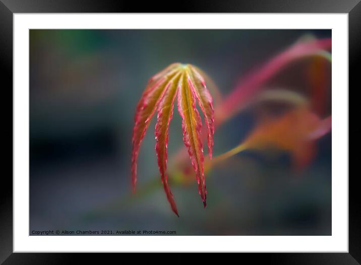 Springtime Acer Leaf Framed Mounted Print by Alison Chambers