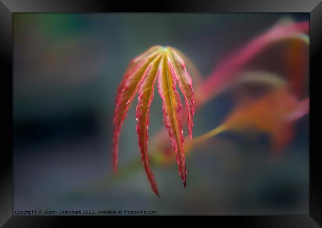 Springtime Acer Leaf Framed Print by Alison Chambers
