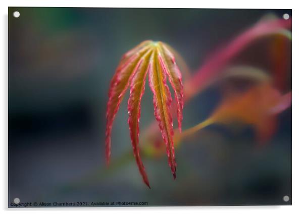 Springtime Acer Leaf Acrylic by Alison Chambers