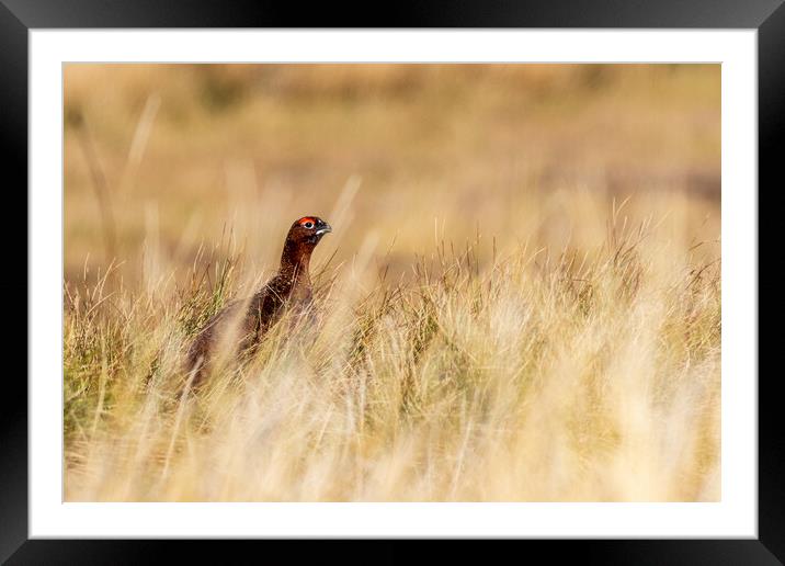 Red grouse (Lagopus lagopus) Framed Mounted Print by chris smith