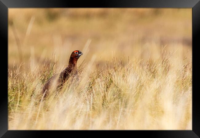 Red grouse (Lagopus lagopus) Framed Print by chris smith