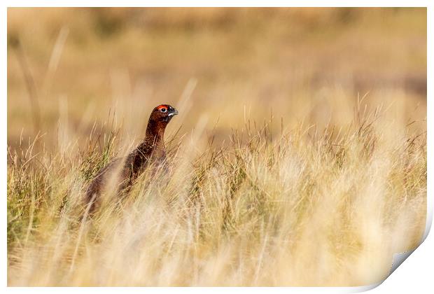 Red grouse (Lagopus lagopus) Print by chris smith