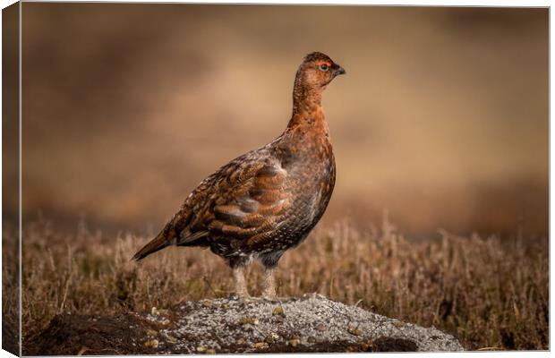 Red grouse (Lagopus lagopus) Canvas Print by chris smith