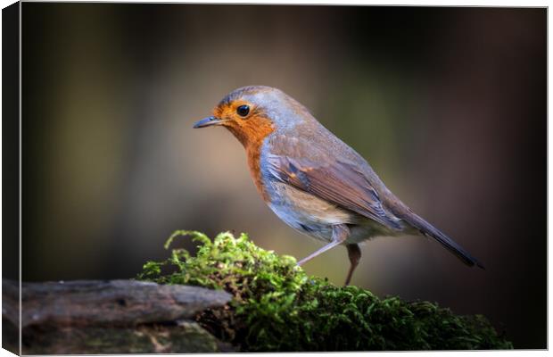 Robin (Erithacus rubecula)  Canvas Print by chris smith