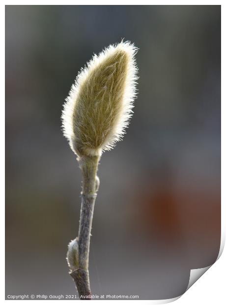 Spring first buds Print by Philip Gough