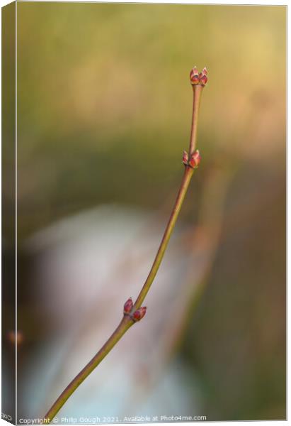 Japanese Maple Buds Canvas Print by Philip Gough