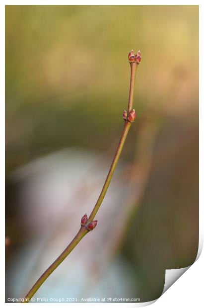 Japanese Maple Buds Print by Philip Gough