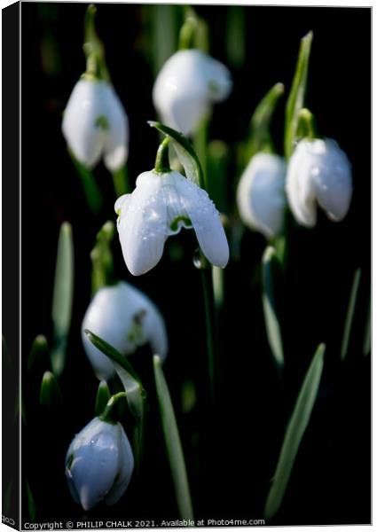 Snow drops with water droplets 394  Canvas Print by PHILIP CHALK