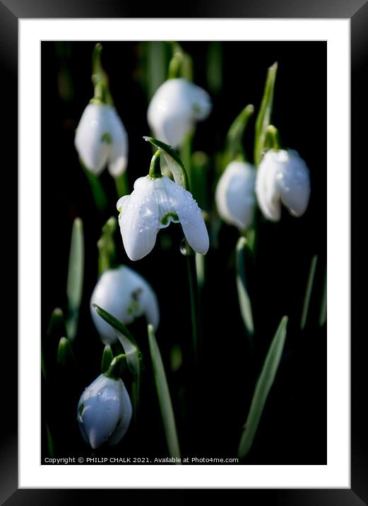 Snow drops with water droplets 394  Framed Mounted Print by PHILIP CHALK
