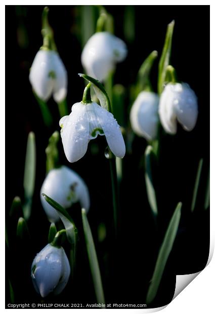Snow drops with water droplets 394  Print by PHILIP CHALK