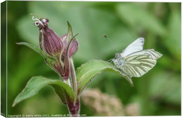 Green-veined white  Butterfly reastingin the sun Canvas Print by kathy white