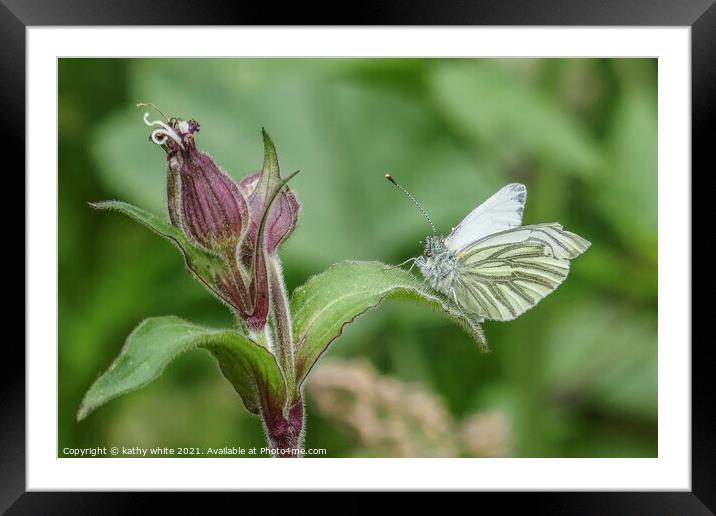 Green-veined white  Butterfly reastingin the sun Framed Mounted Print by kathy white