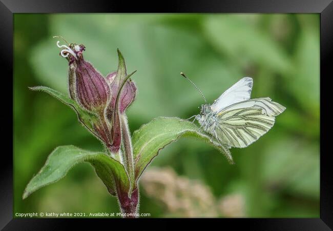 Green-veined white  Butterfly reastingin the sun Framed Print by kathy white