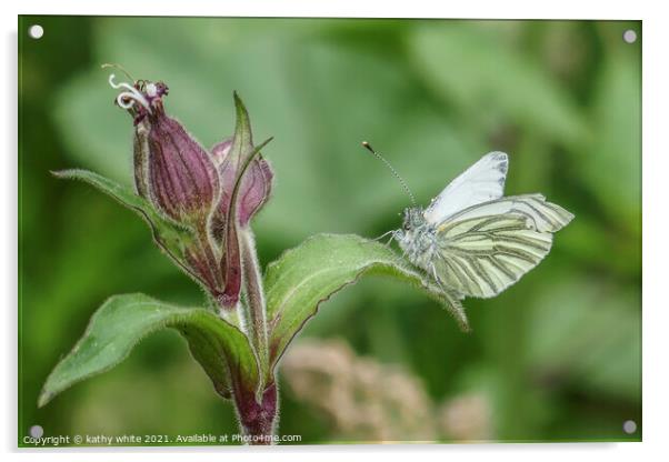 Green-veined white  Butterfly reastingin the sun Acrylic by kathy white