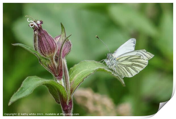 Green-veined white  Butterfly reastingin the sun Print by kathy white