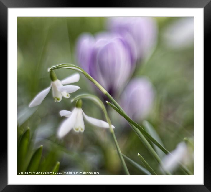 Snowdrops and Crocuses Framed Mounted Print by Jane Osborne