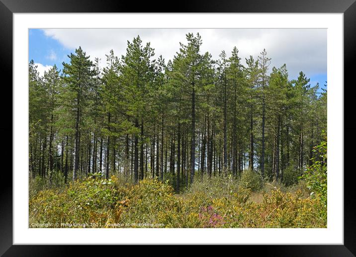 Trinity Woods Forest Framed Mounted Print by Philip Gough