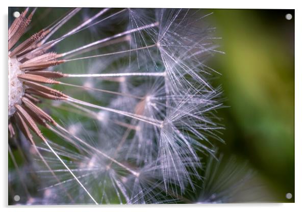 Dandelion Clock Acrylic by Mark Jones