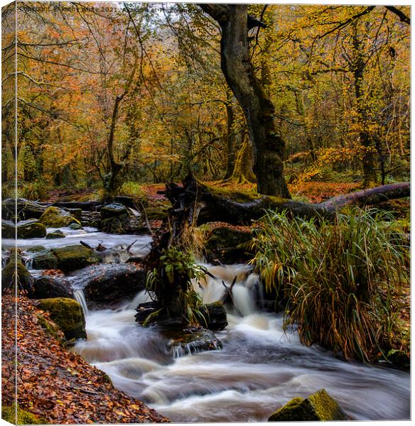  autumn woods, long exposure cornwall  Canvas Print by kathy white