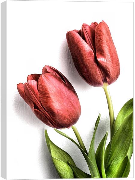 tulips Canvas Print by Heather Newton