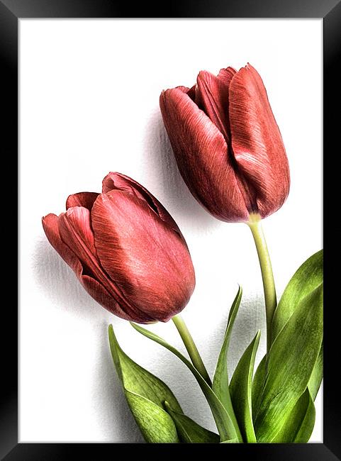 tulips Framed Print by Heather Newton