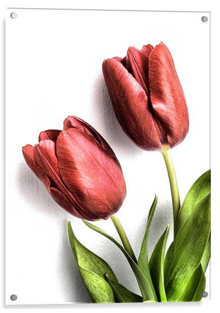tulips Acrylic by Heather Newton