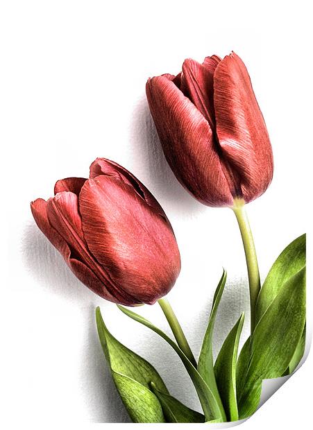 tulips Print by Heather Newton