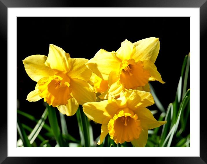 Yellow Daffodils Framed Mounted Print by Roy Hinchliffe