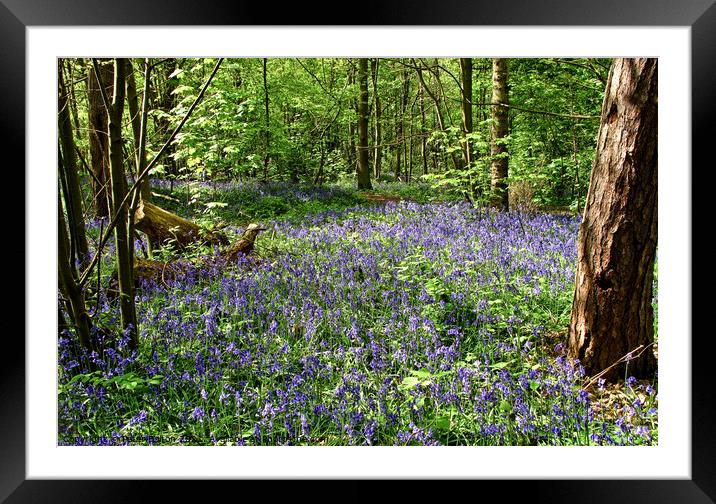 Bluebells at Norsey Wood, Billericay, Essex, UK. Framed Mounted Print by Peter Bolton