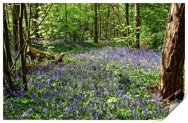 Bluebells at Norsey Wood, Billericay, Essex, UK. Print by Peter Bolton