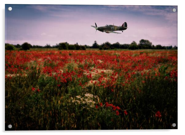 Hawker Hurricane flying low over a field of poppies at dusk. Digital art. Acrylic by Peter Bolton