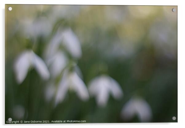 Soft focus Snowdrops Acrylic by Jane Osborne