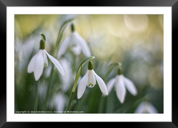 Snowdrops in soft focus Framed Mounted Print by Jane Osborne
