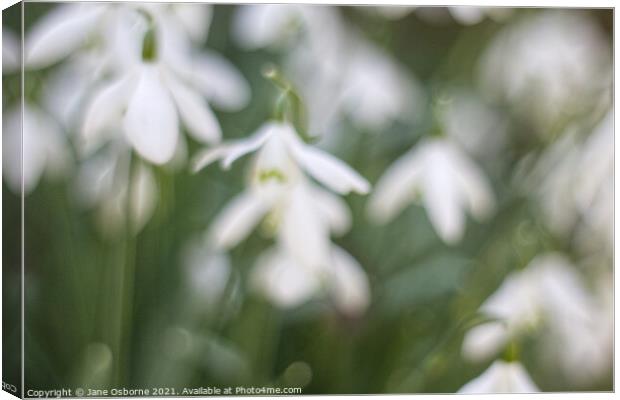 Snowdrops in a blur Canvas Print by Jane Osborne