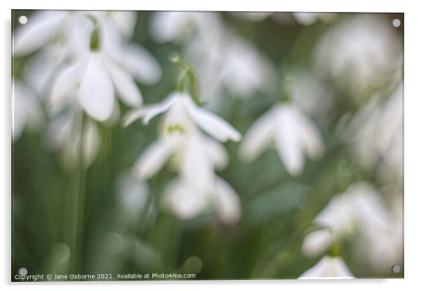 Snowdrops in a blur Acrylic by Jane Osborne