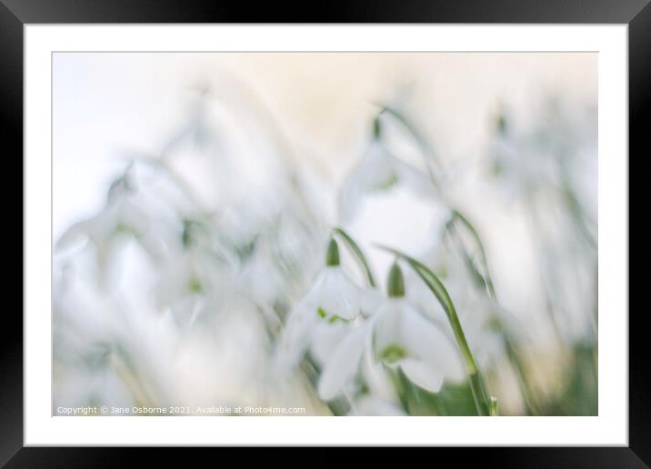 Simply Snowdrops Framed Mounted Print by Jane Osborne