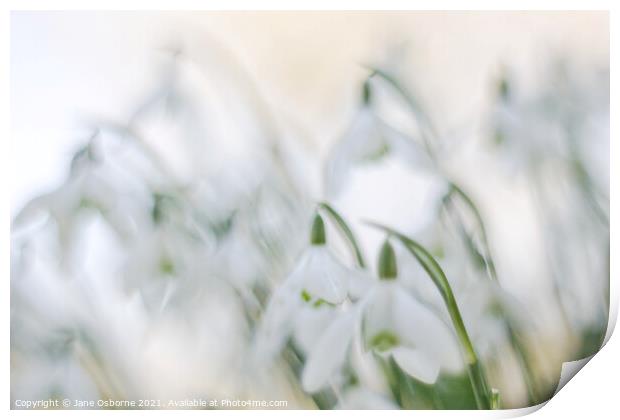 Simply Snowdrops Print by Jane Osborne