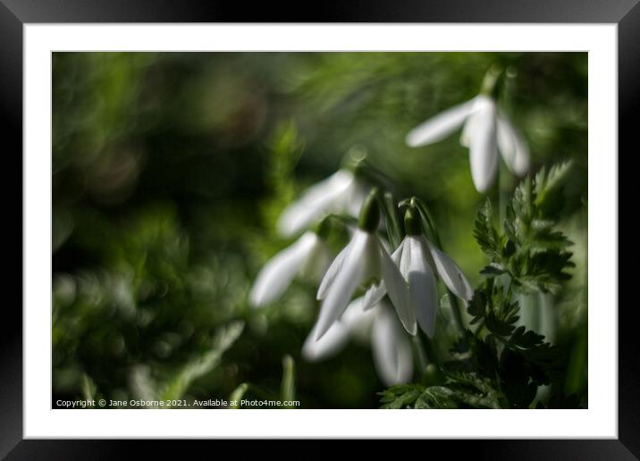 Stunning Snowdrops Framed Mounted Print by Jane Osborne