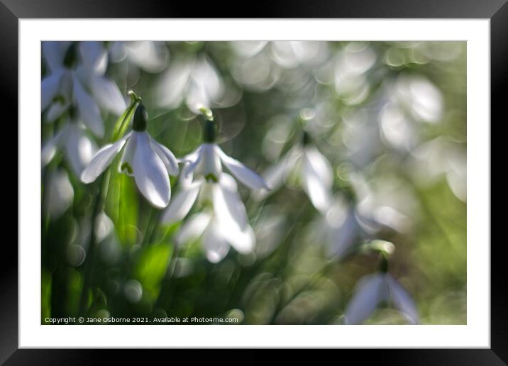 Snowdrops and bokeh Framed Mounted Print by Jane Osborne