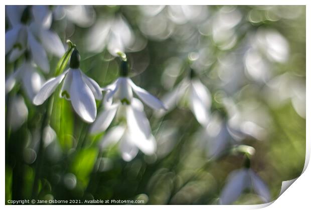 Snowdrops and bokeh Print by Jane Osborne