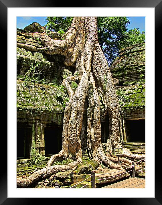 Te Prohm Snake Tree Framed Mounted Print by Mark Sellers