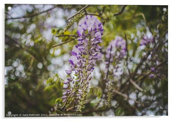 closeup of wisteria Acrylic by Sara Melhuish