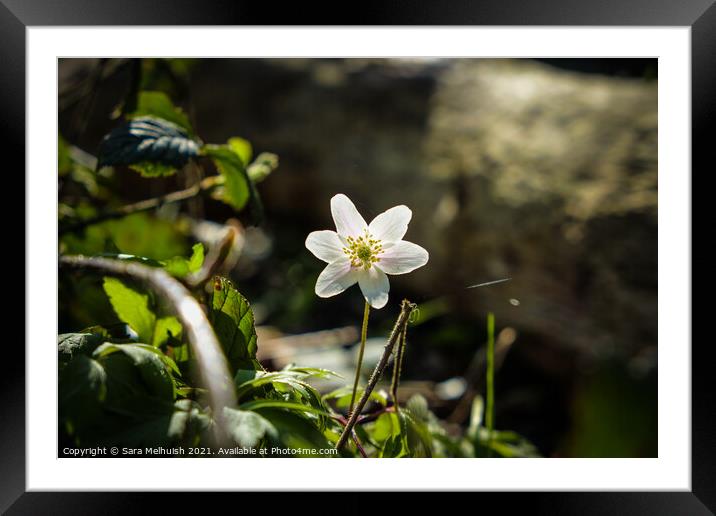 Anemone in the sun Framed Mounted Print by Sara Melhuish