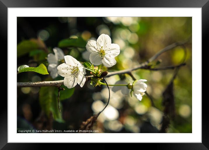 Apple blossom Framed Mounted Print by Sara Melhuish