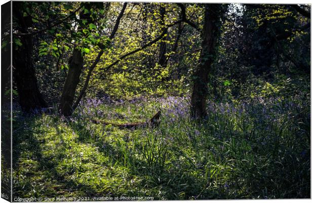 field of bluebells Canvas Print by Sara Melhuish