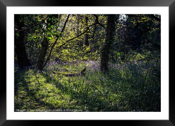 field of bluebells Framed Mounted Print by Sara Melhuish