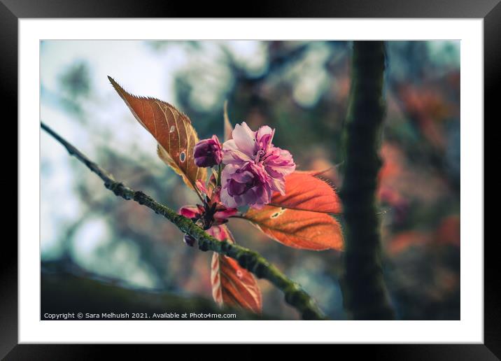 Pink cherry blossom Framed Mounted Print by Sara Melhuish