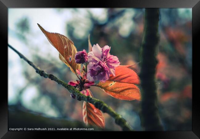 Pink cherry blossom Framed Print by Sara Melhuish
